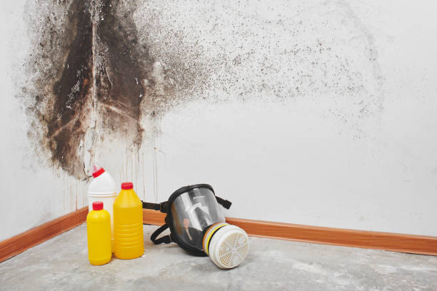 Best HVAC Mold Remediation in Quincy, CA