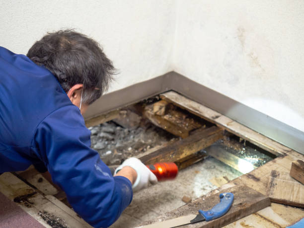 Best Mold Remediation for Specific Building Types in Quincy, CA