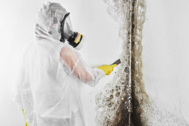 Best DIY Mold Remediation Support Services in Quincy, CA