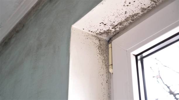 Best Preventive Mold Services in Quincy, CA