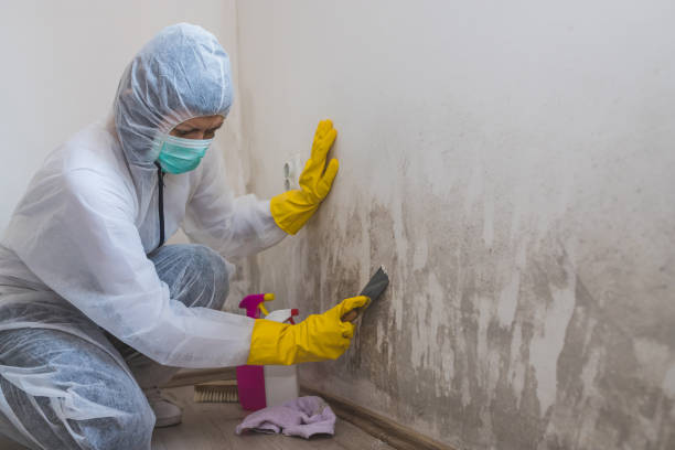 Quincy, CA Mold Remediation Company