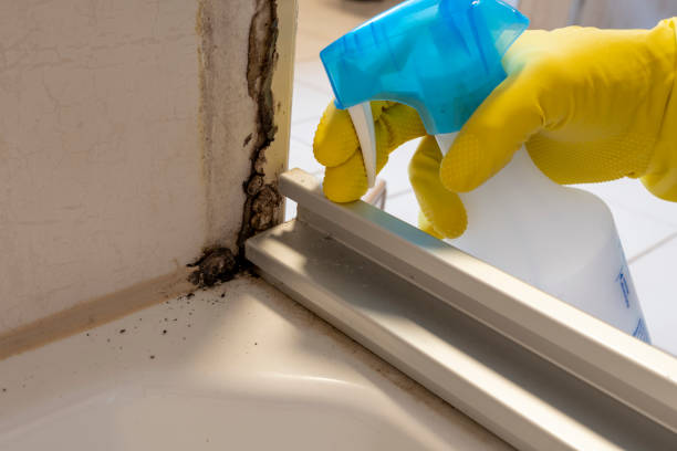 Best Attic Mold Remediation in Quincy, CA