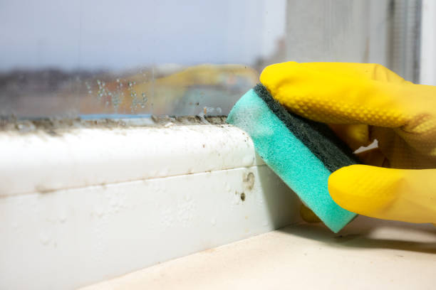 Best Industrial Mold Remediation in Quincy, CA