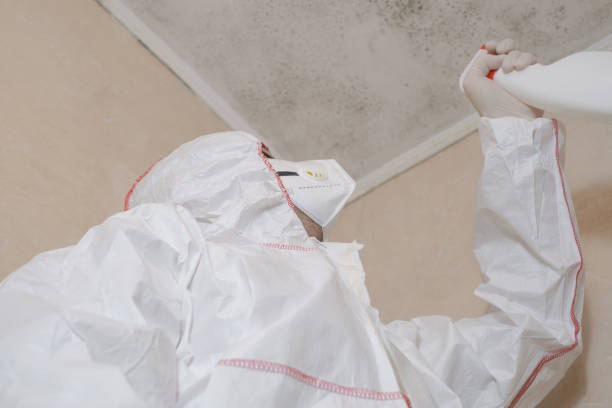 Best Industrial Mold Remediation in Quincy, CA