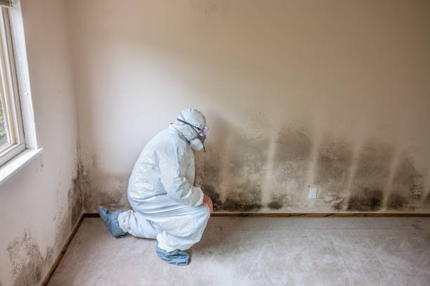 Best Post-Flood Mold Remediation in Quincy, CA