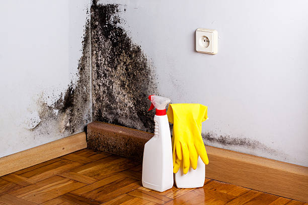 Best Residential Mold Remediation in Quincy, CA